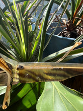 Load image into Gallery viewer, Vintage Dolce and Gabbana Sunglasses